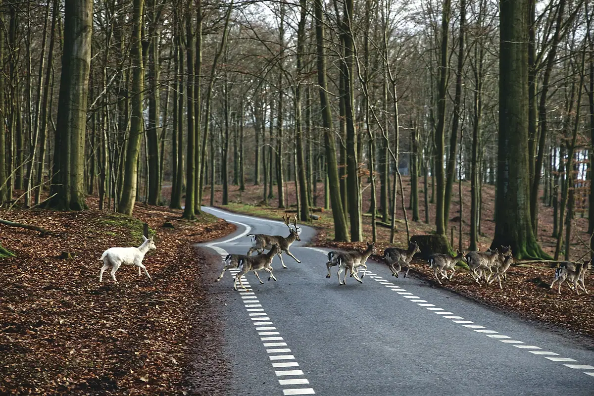 A small herd of deer crossing a two-lane road through woodland.